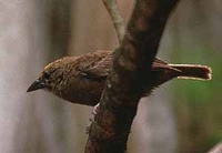 Seychelles Fody - Foudia sechellarum