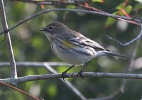 Yellow-rumped Warbler - Dendroica coronata