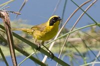 Belding's Yellowthroat - Geothlypis beldingi