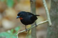 Lesser Antillean Bullfinch - Loxigilla noctis