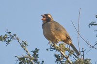 Golden-billed Saltator - Saltator aurantiirostris