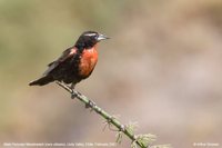 Peruvian Meadowlark - Sturnella bellicosa