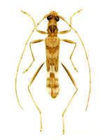 홀쭉하늘소 - Leptoxenus ibidiiformis