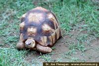 Madagascar Ploughshare Tortoise, Geochelone yniphora