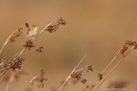 *NEW* Grass Wren