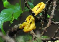 Eyelash Viper  