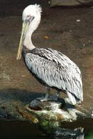 Brown Pelican