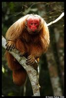 Red Uakari (Cacajao calvus rubicundus)