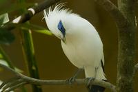 Bali Myna