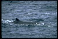 Sei Whale 314034.jpg (104560 bytes)