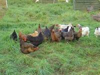 Point of lay pullets
