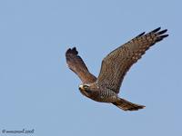 Gray-faced Buzzard Butastur indicus