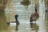 Tufted Duck     Aythya fuligula