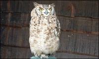 African Spotted Eagle Owl