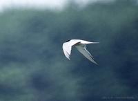 제비갈매기 Common-Tern  Sterna hirundo longipennis