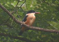 Black-Capped Kingfisher Halcyon pileata 청호반새