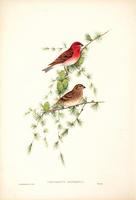 Richter after Gould Scarlet Grosbeak (Cerpodacus erythrinus)