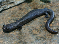 : Batrachoseps robustus; Kern Plateau Slender Salamander