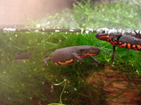 : Cynops orientalis; Oriental Fire-bellied Newt