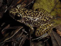 : Eleutherodactylus ricordii