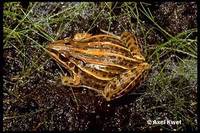 : Leptodactylus plaumanni