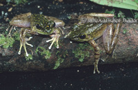 : Meristogenys kinabaluensis