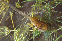 : Pseudacris crucifer; Spring Peeper