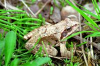 : Rana dybowskii; Dybovsky's Frog