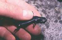 : Salamandra salamandra infraimmaculata; Fire Salamander From Israel