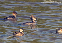 : Lophodytes cucullatus; Hooded Merganser