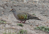 : Phaps chalcoptera; Common Bronzewing