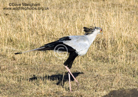 : Sagittarius serpentarius; Secretary Bird