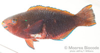 : Scarus niger