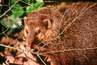 : Crossarchus obscurus; Long-nosed Cusimanse