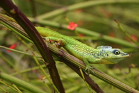 : Anolis singularis; Hispaniolan Twig Anole