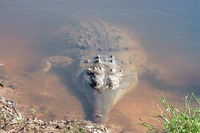 : Crocodylus intermedius; Orinoco Crocodile