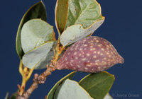 : Heteroecus pacificus; Beaked Spindle Gall Wasp;