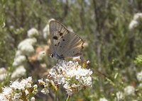 : Lycaena hermes; Hermes Copper Butterfly