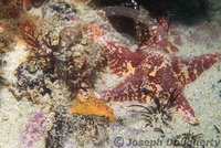 : Diaulula nobilis; Lemon Dorid Nudibranch;