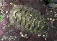 : Lepidozona cooperi; Coorer's Chiton