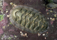 : Lepidozona cooperi; Coorer's Chiton