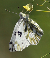 : Pontia beckerii; Becker's White