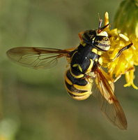 : Spilomyia interrupta