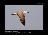 Caspian Gull - Larus cachinnans - Gaviota Pontica - Gavina Pontica