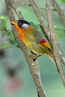 Silver-eared Mesia 銀耳相思鳥