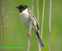 Ochre-rumped Bunting » Emberiza yessoensis