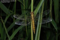 Stor Blåpil (Orthetrum cancellatum ) Foto/billede af