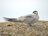 Aleutian Tern  (Nome area)