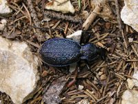 Carabus caelatus