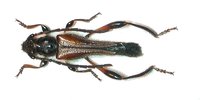 Stenopterus creticus